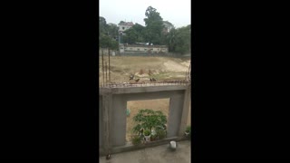 Bunch of Birds Cause a Ruckus in Bangladesh