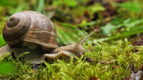 Cute Snail Scouting For Food