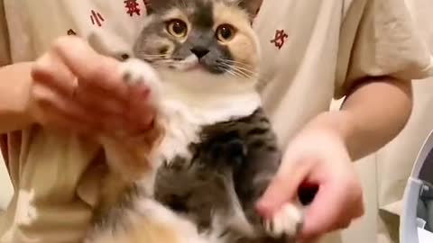 funnyvideos#cat#cute