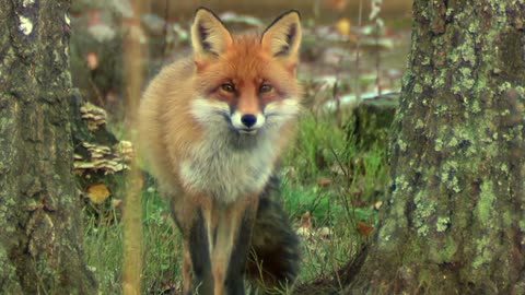 Fox | Animals | Wildlife | Fight