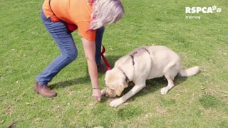 Basic dog training for everyone at home