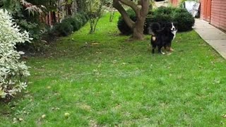 Bernese Mountain Dog waiting for his human to throw the ball
