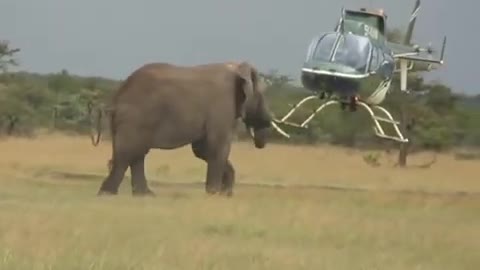Best elephant video