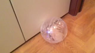 Hamster In the Exercise Ball