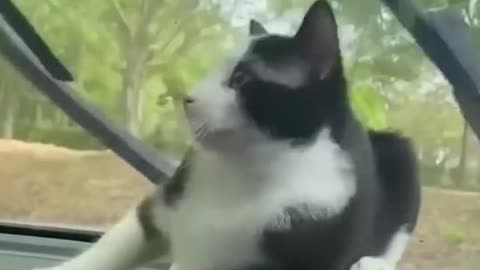 Cat and dog funny video