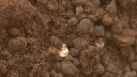 Mars Rover Finds Plastic On Mars