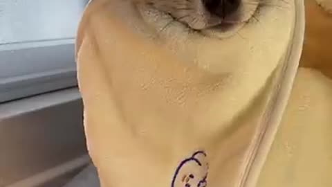 Cute Dog