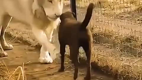 lion loves dog