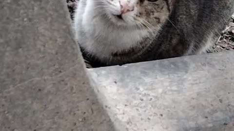 Cute Cat🐈 Found Under A Bench By Kingdom of Awais
