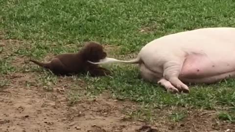 Tail Pulling Puppy Pesters Pot-Bellied Pig
