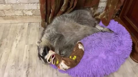 Raccoon loves his favorite bedspread like crazy 5