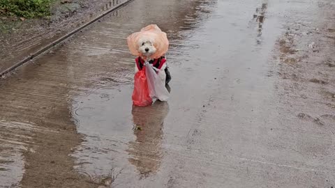 Improvised Puppy Poncho