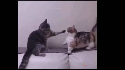 Funny cat video