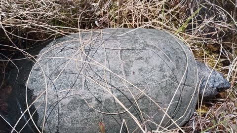 Snapping Turtle