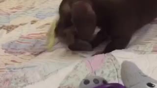 Small puppy playing with baby