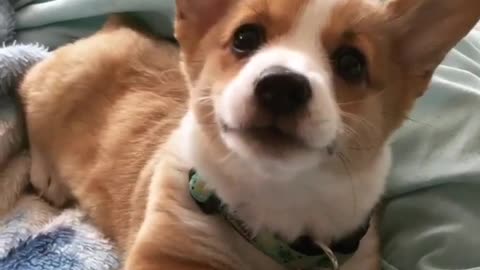 Small brown white corgi dog barks while lying on blue blanket