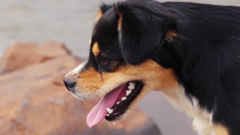 A Dog enjoying nature