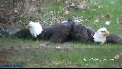 Eagles Attack Bald Eagle