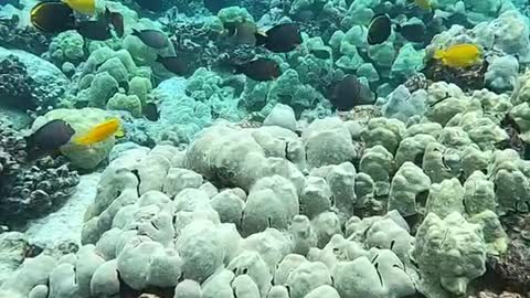 underwater#reef#freedive#planetearth#haveablessedday