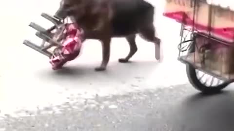 A KIND DOG HELPING TWO OLD CHINESE PEDDLERS