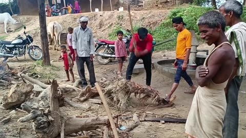 Cowherd Life Style OF Rural India Traditional Life Style In Village India Village vlogs India video