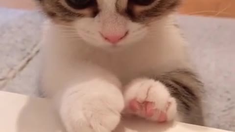 Cute Kitten Baby Cat Funny Cat Videos