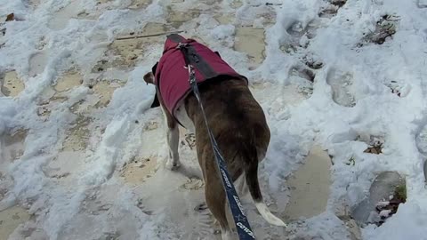 Brandy Walking In The Snow