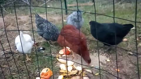 The Cast of Chickens: The Rock, No Tail, Spook, and Midnight