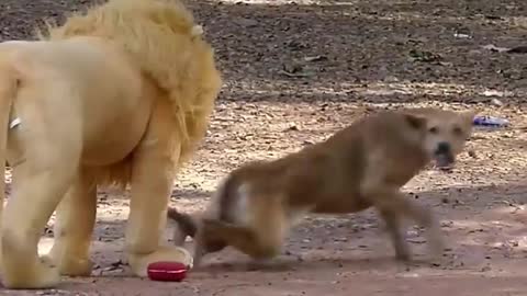 Troll Prank Dog Funny & fake Lion and Fake Tiger Prank To dog & Huge Box Prank to dog