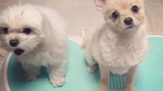 Two white dogs on blue shake board