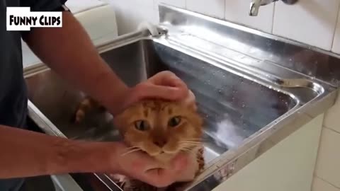 "Funny Cat and Dog Avoiding Tub Bath - Funniest Video Compilation"