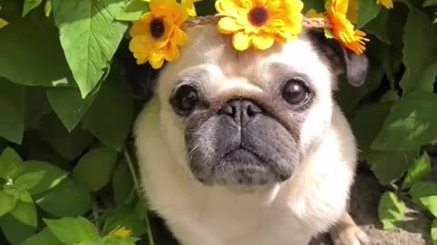 Fact: ALL pugs are beautiful