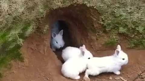 Conejos Saliendo de la madriguera crianza al aire libre
