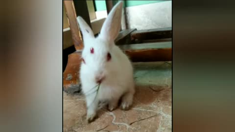 Funny and cute baby Rabbit eating grass