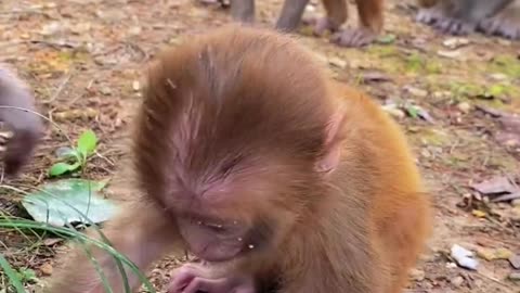 Baby monkey cute animals 36