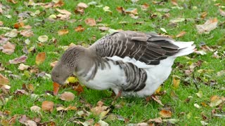 Female Duck Picking Some Worms Between Leafs