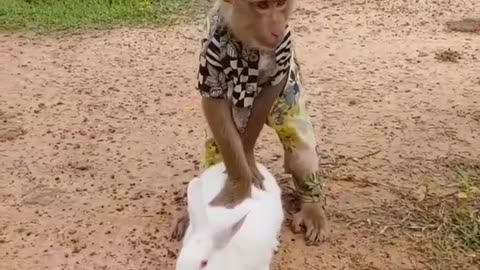 Naughty Monkey and Rabbit