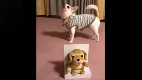 Pets with funny animation