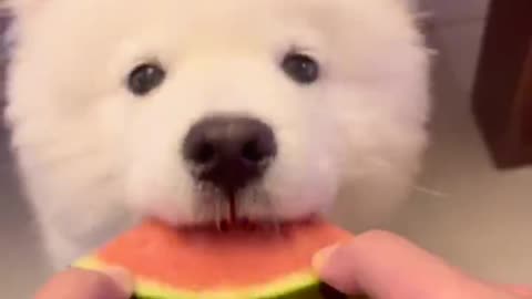 Samoyed dog eating watermelon