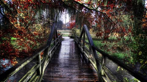 Rain Bridge Trees Forest Relaxing