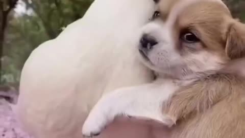 Cute puppy & his best friend