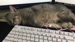 Take the cat to work together