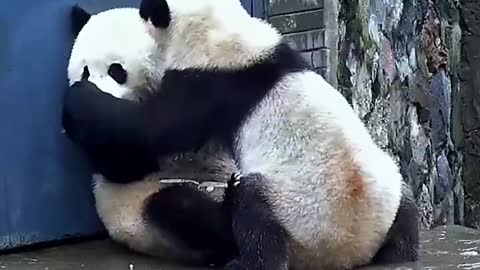 Two giant pandas playing