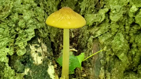 Brown Mushroom Identification