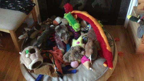 Silly Puppy Chooses Crumpled Paper As Favorite Amidst Mountain Of Toys