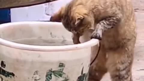 Fish Thief 🤣🤣 Funny Cat Video