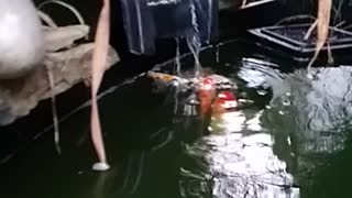 Koi Warning