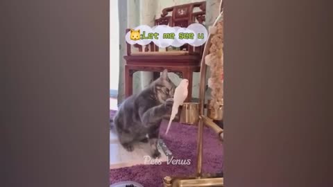 1 Hour Trending Funny Animals Funniest 🐈 🐈 😺 😺 Cats And Dogs