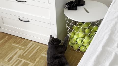 Cute cat wants to play with tennis balls