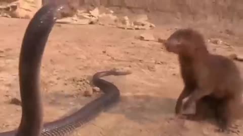 Mongoose and Snake fight to the death!!!